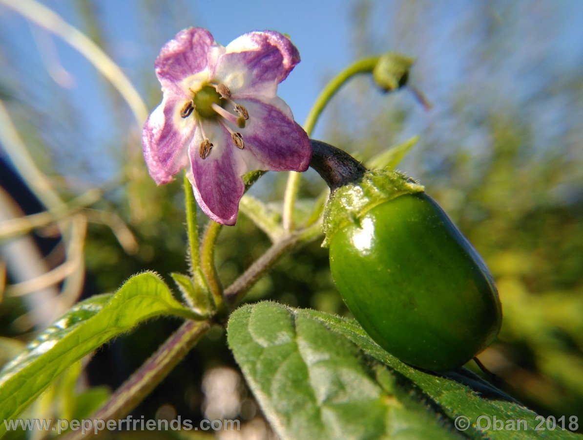 Peperoncini 2018 - 1952.jpg