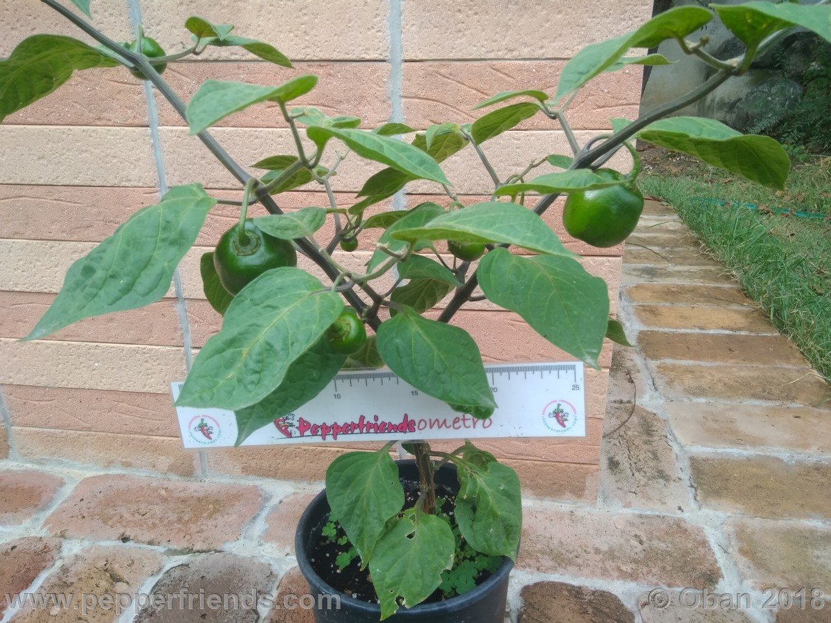 Peperoncini 2018 - 2391.jpg