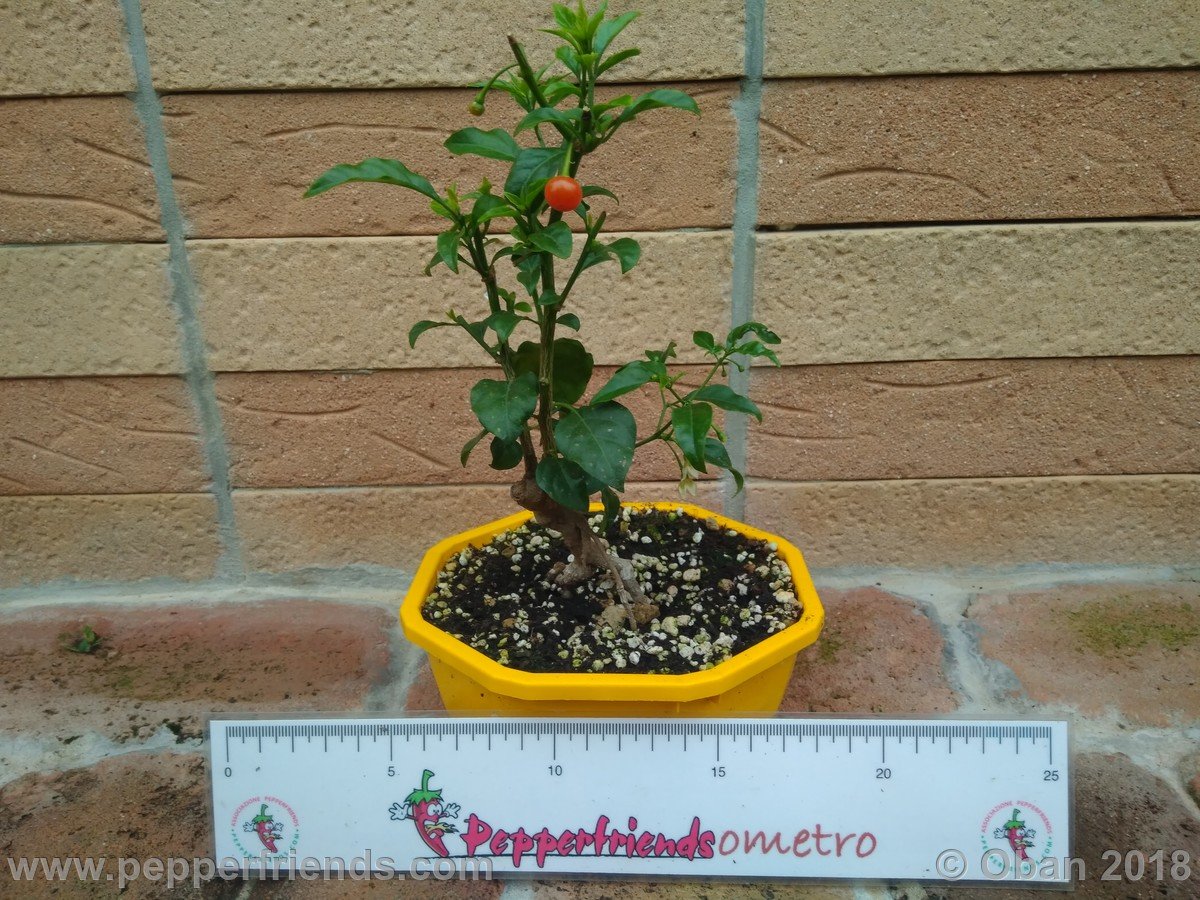 Peperoncini 2018 - 2483.jpg