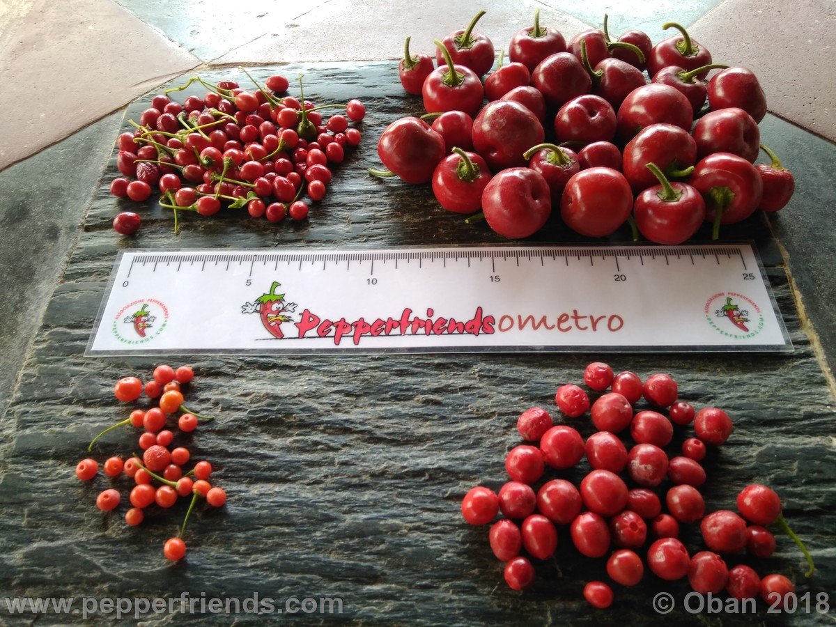 Peperoncini 2018 - 2376.jpg