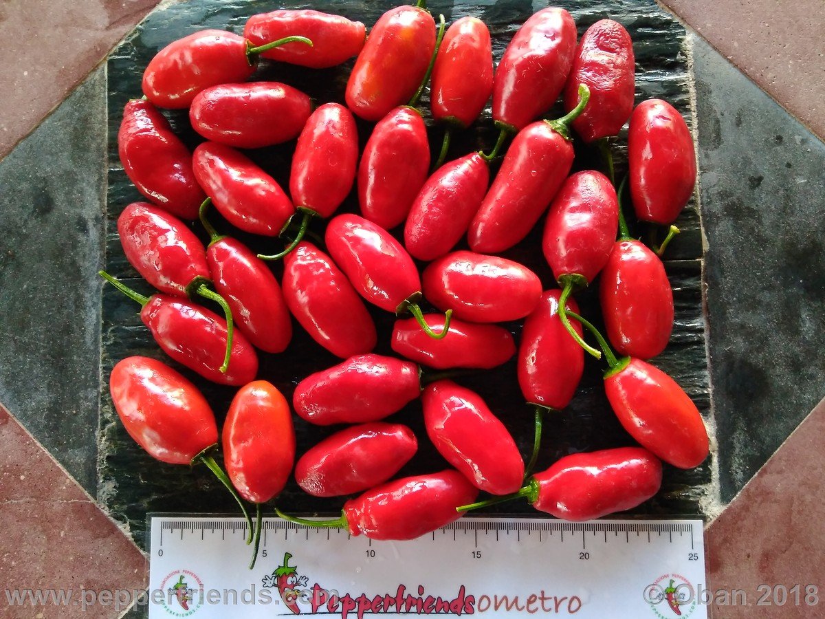 Peperoncini 2018 - 2360.jpg