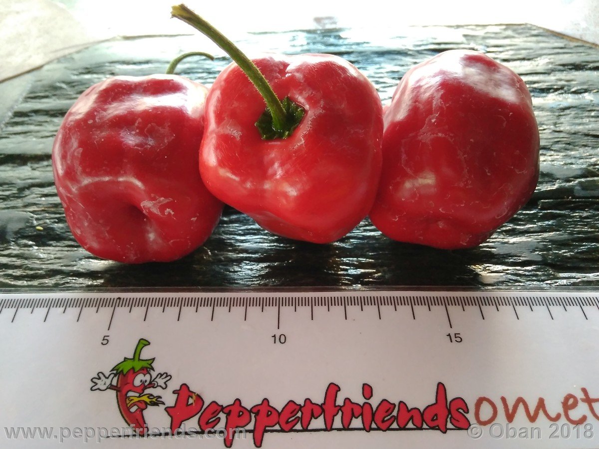 Peperoncini 2018 - 2363.jpg