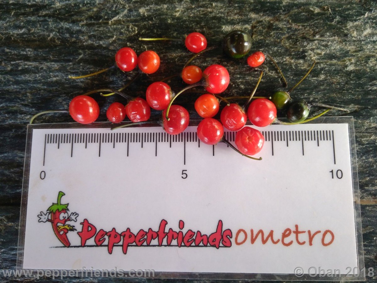 Peperoncini 2018 - 2402.jpg