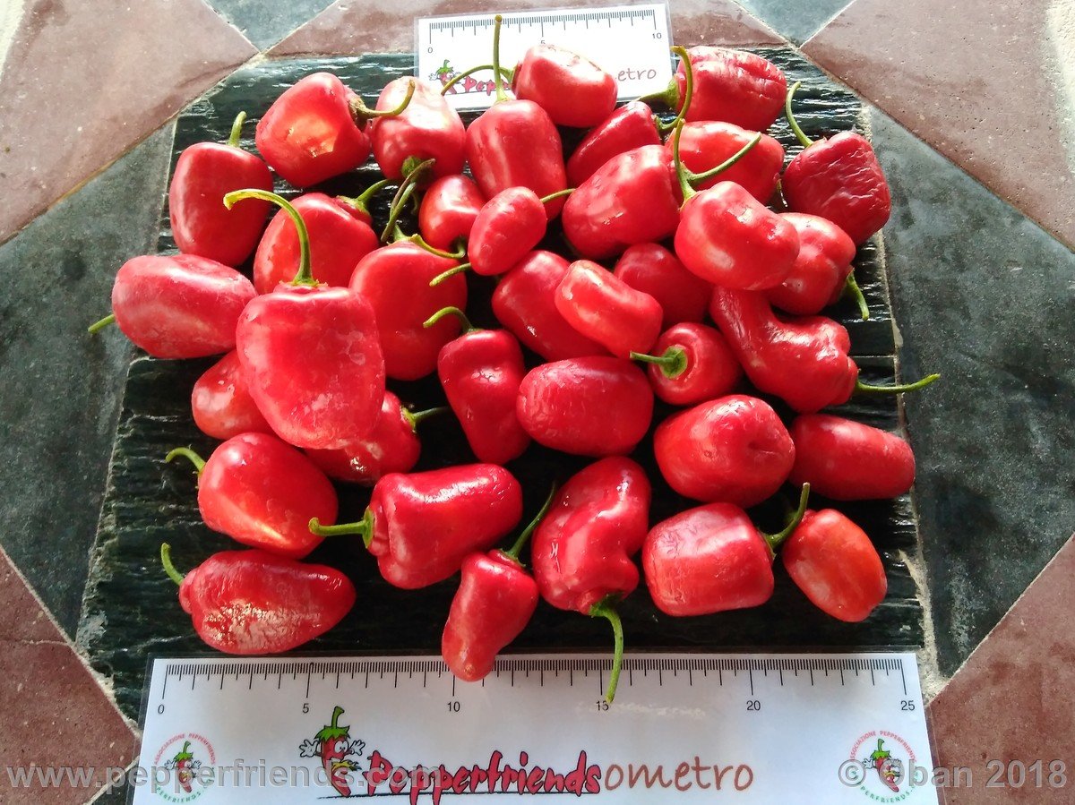 Peperoncini 2018 - 2361.jpg