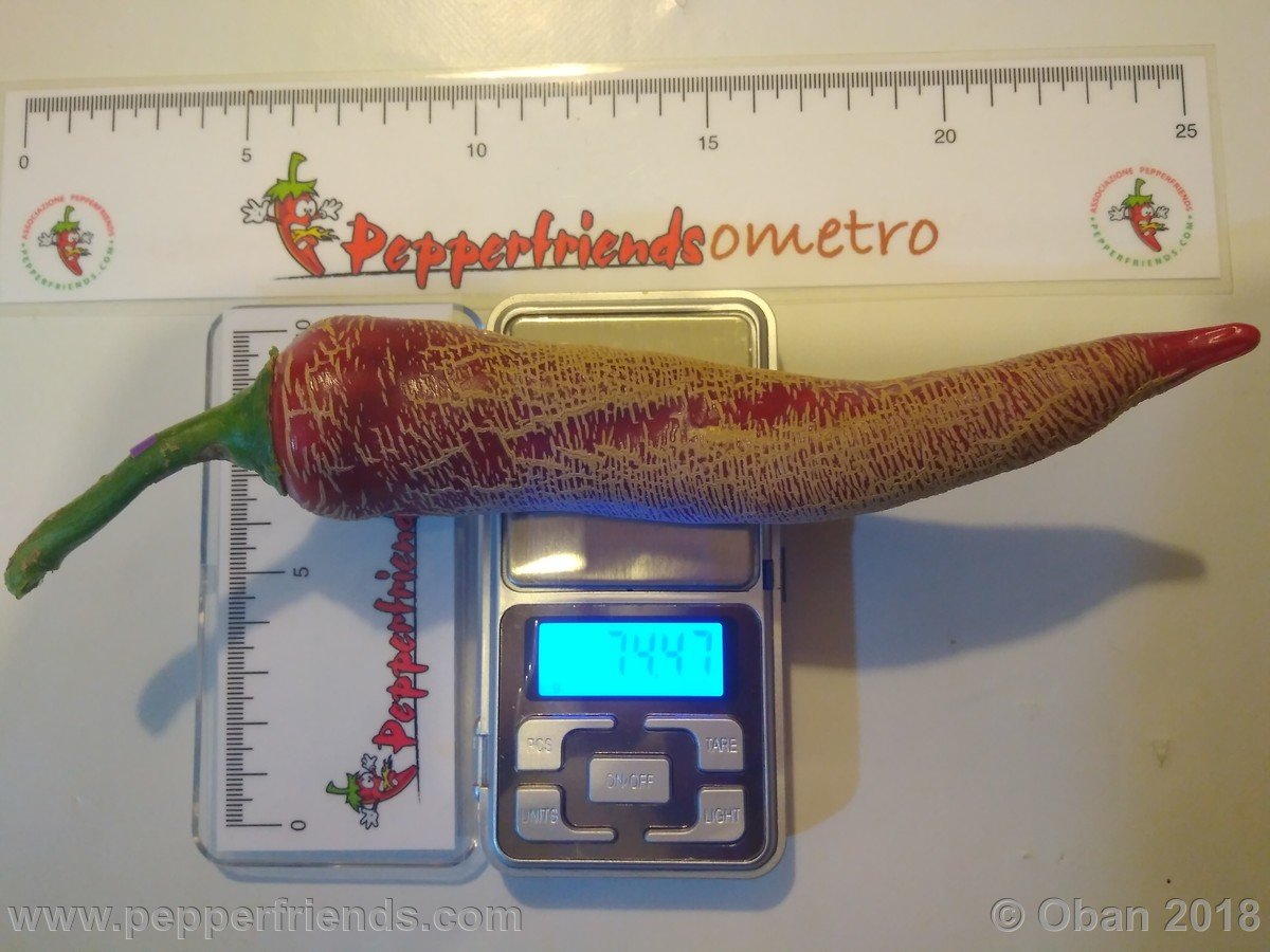 Peperoncini 2018 - 2378.jpg