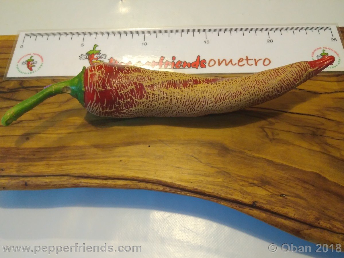 Peperoncini 2018 - 2377.jpg