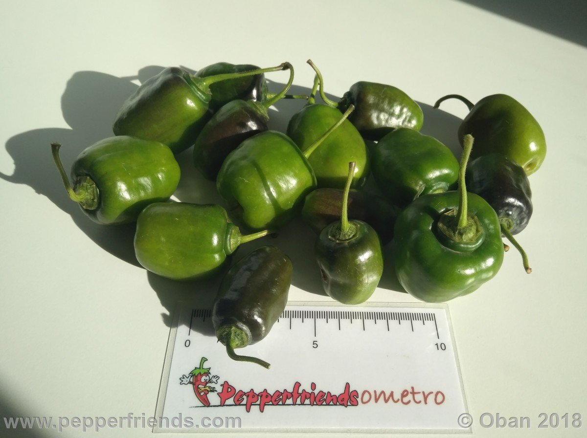 Peperoncini 2018 - 2560.jpg