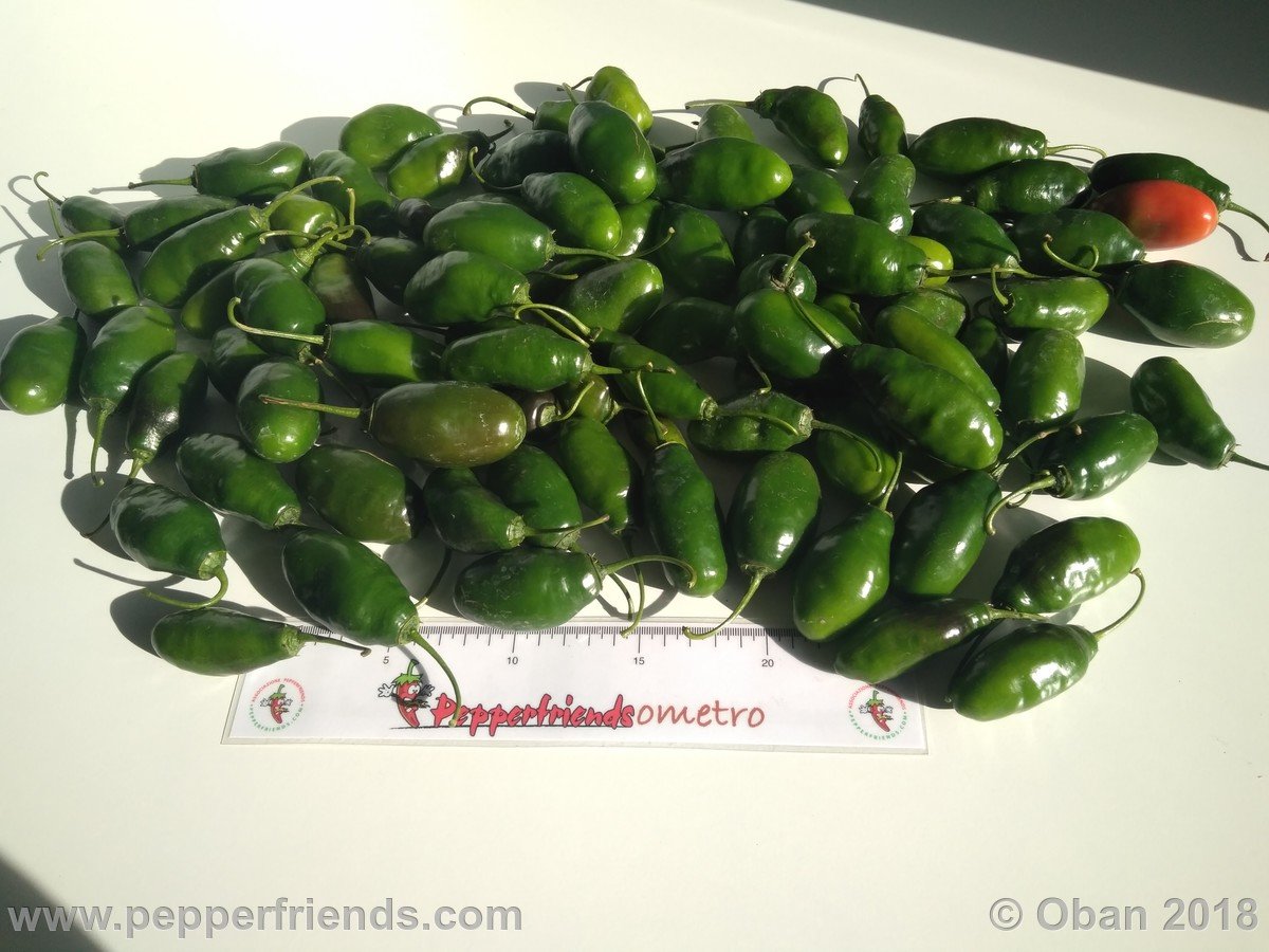 Peperoncini 2018 - 2558.jpg