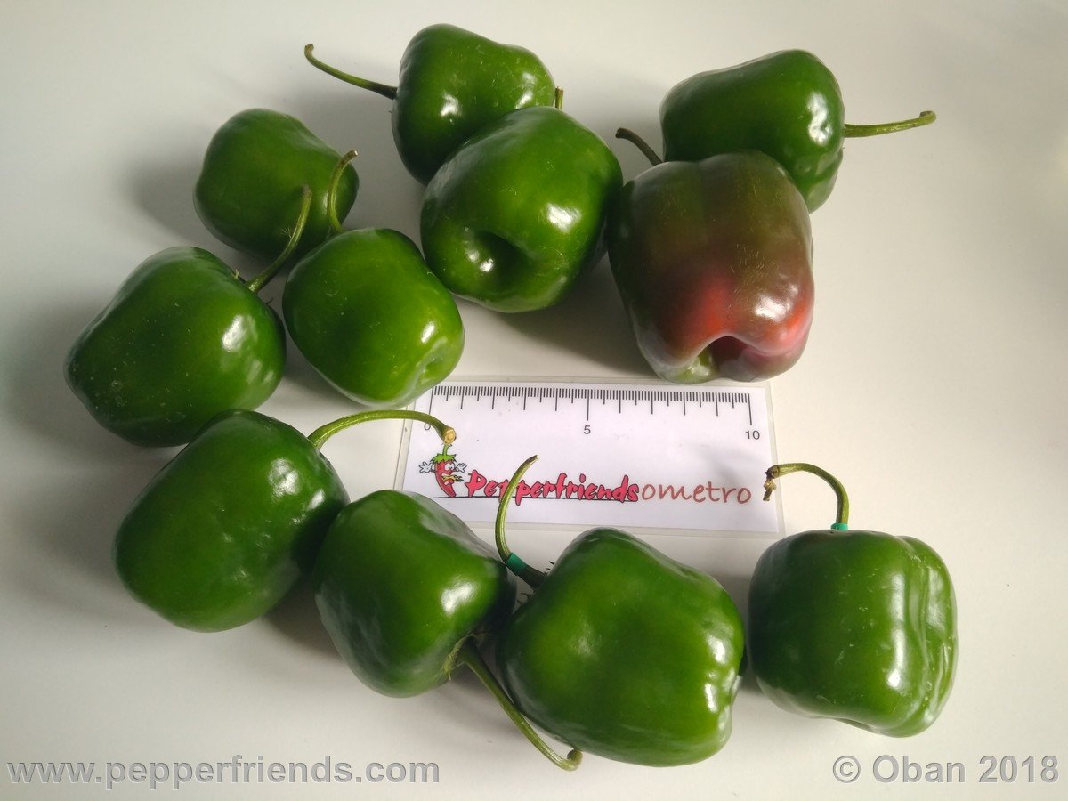 Peperoncini 2018 - 2551.jpg