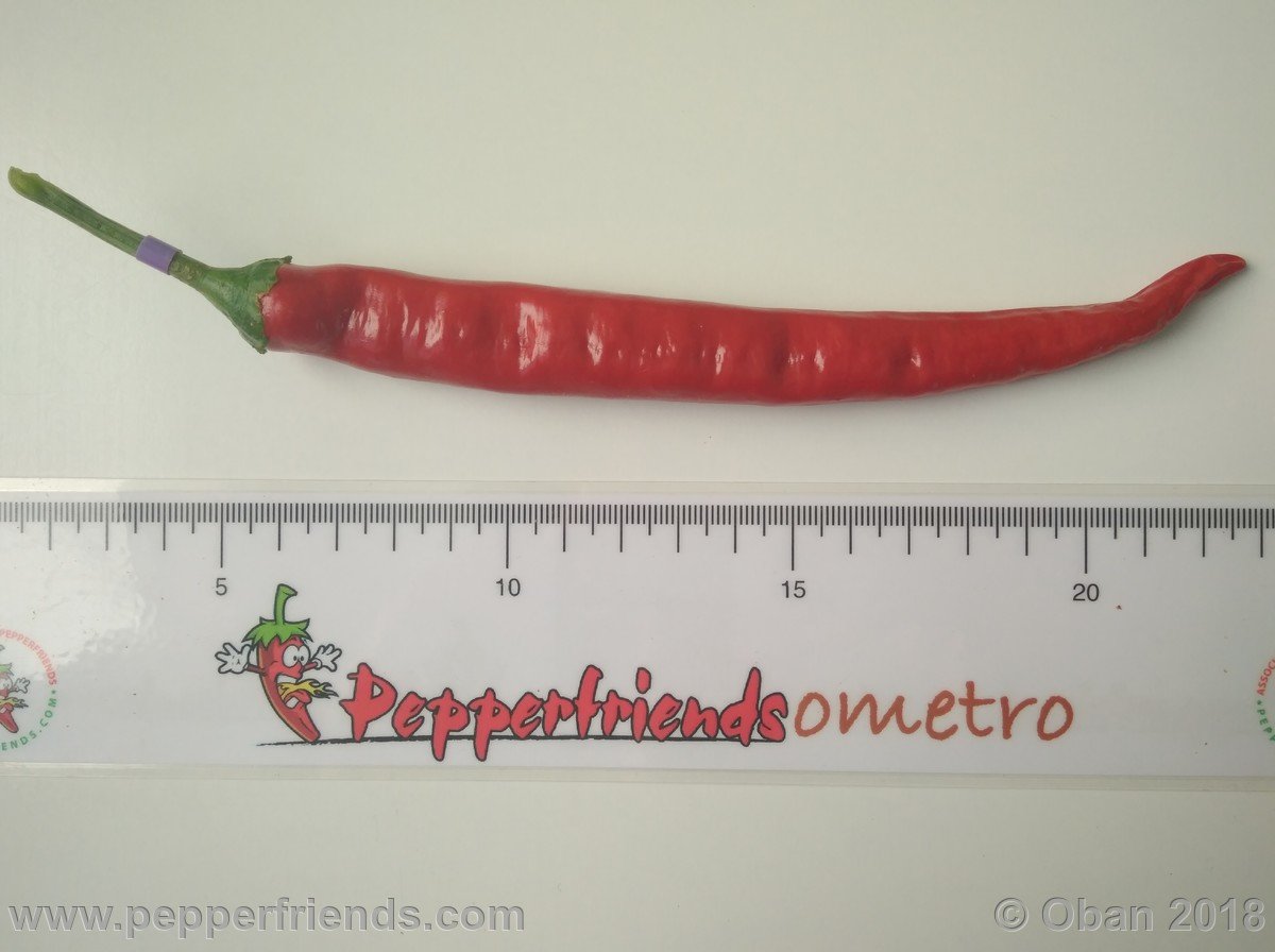 Peperoncini 2018 - 2583.jpg