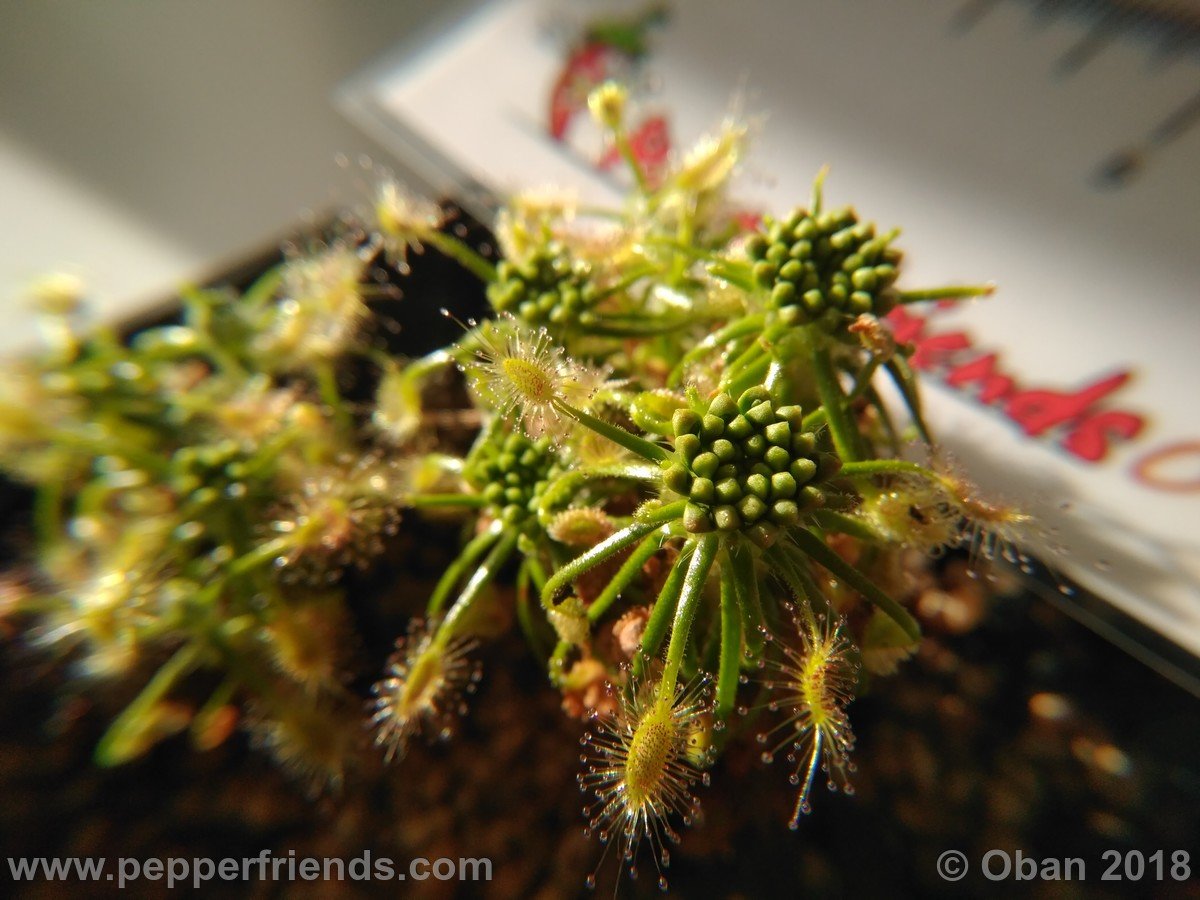 Drosera scorpioides - 03.jpg