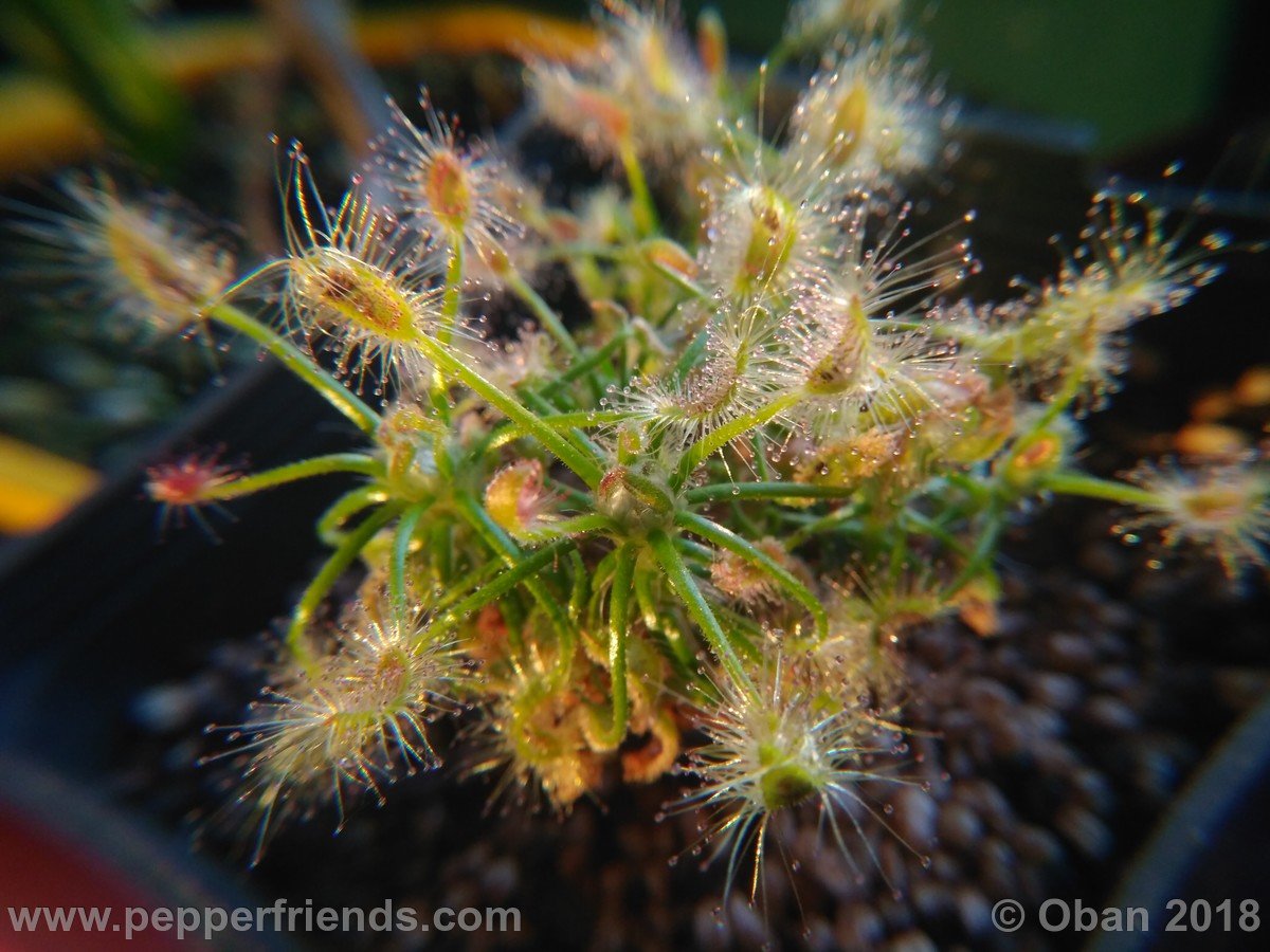 Drosera scorpioides - 01.jpg