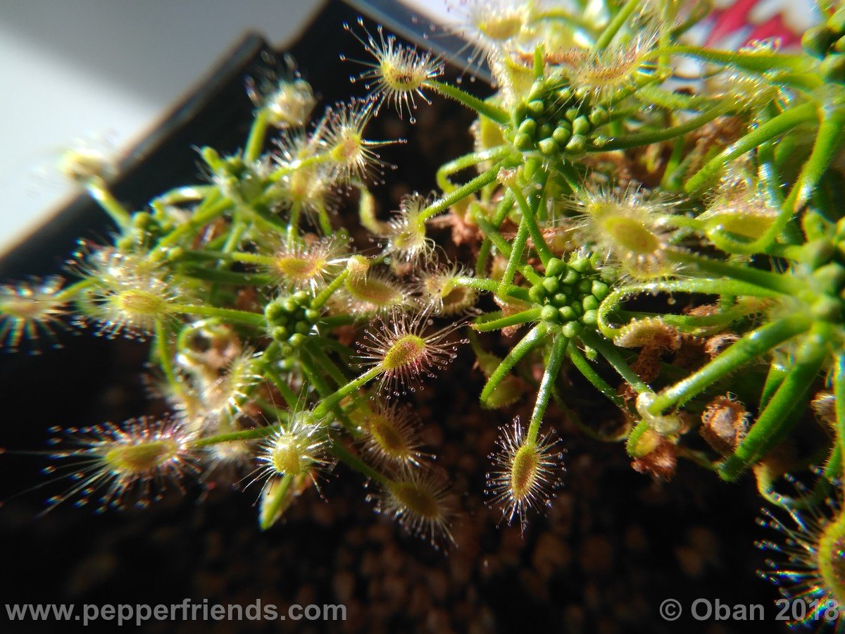 Drosera scorpioides - 04.jpg