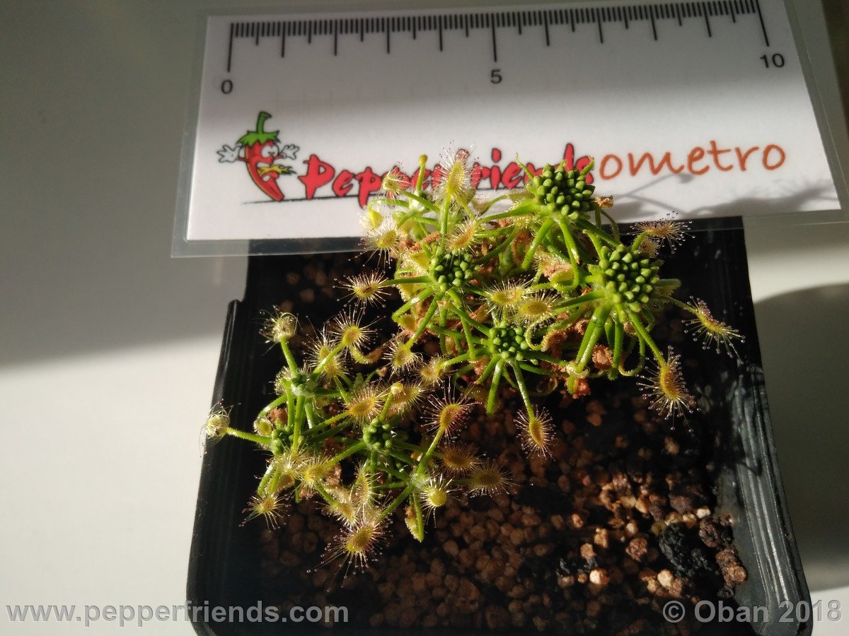 Drosera scorpioides - 02.jpg