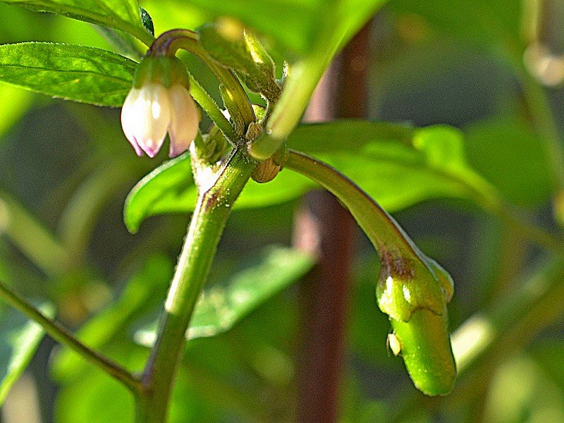 Tepin Black X - Fiore e Frutto - C.annuum.jpg