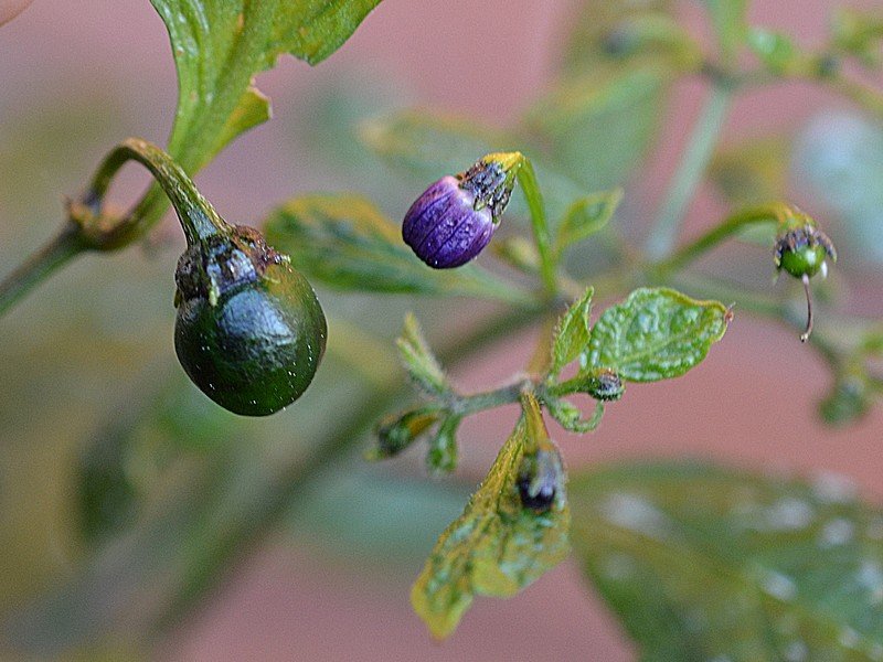 OB29 x Rocoto BB Frutto Fiore.jpg