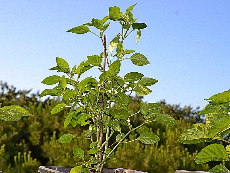 Tepin Black X - Pianta - C.annuum.jpg