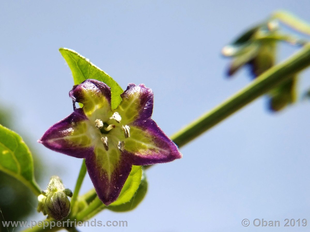 Peperoncini 2019 - 0601.jpg