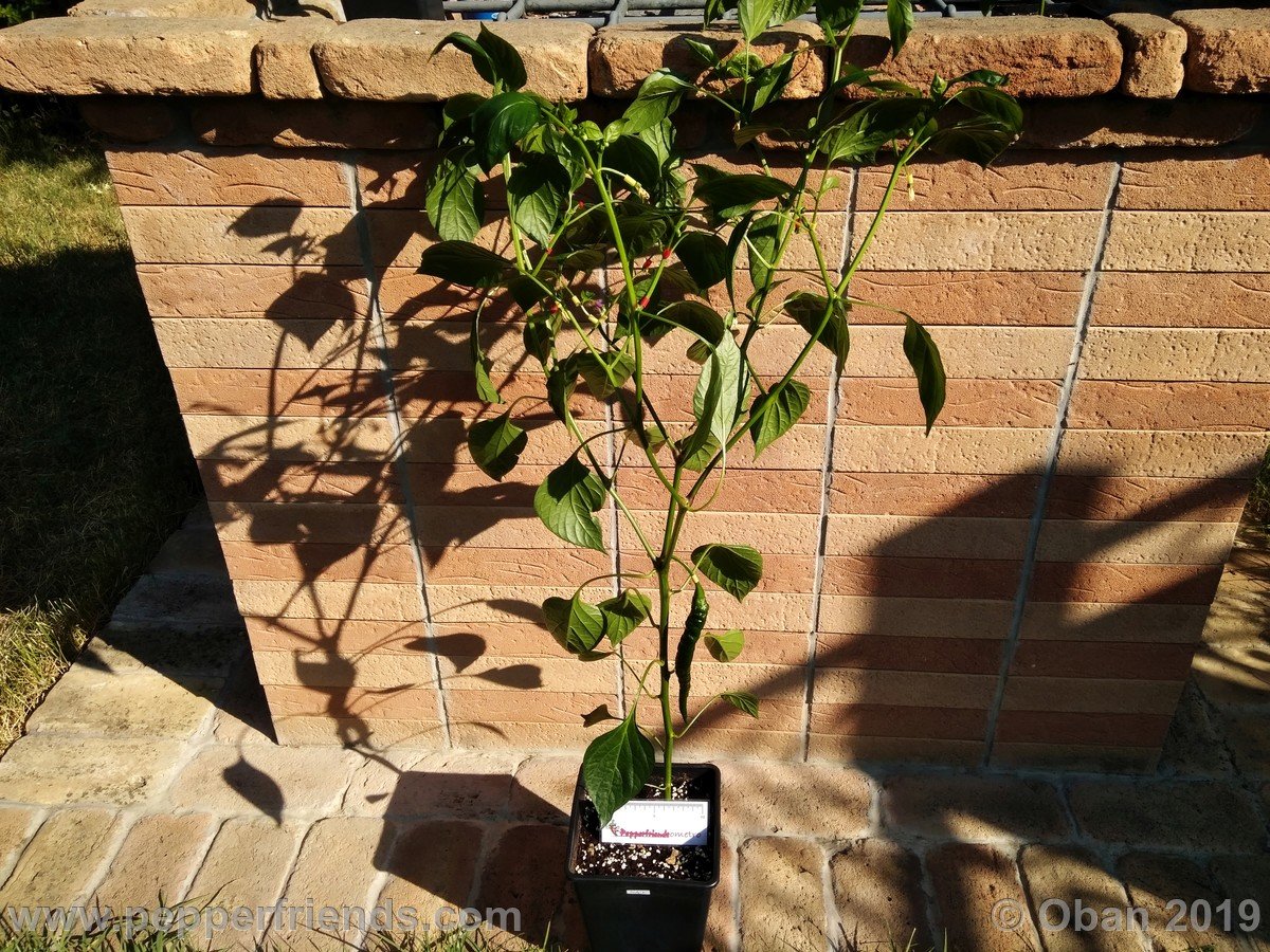 Peperoncini 2019 - 0662.jpg