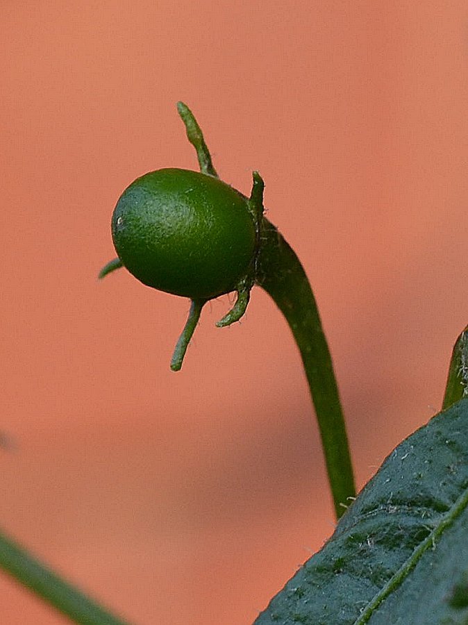 Rocoto Yellow Stolen x CAP 500 F1.jpg