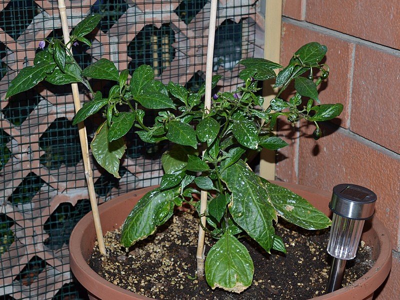 OB29 x Rocoto BB Pianta.jpg