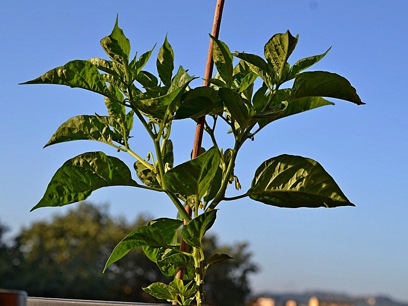 Aji Mochero - Pianta - C.chinense.jpg