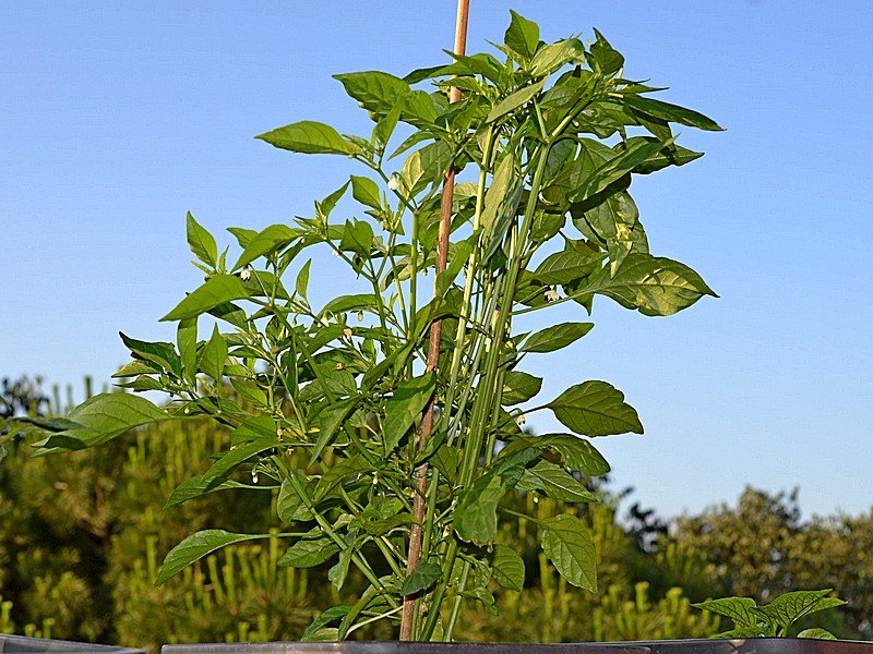 Tepin Tikal X Lazzaretto Abruzzese F1 - Pianta - C.annuum.jpg