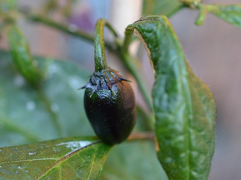 OB29 x Rocoto BB.jpg