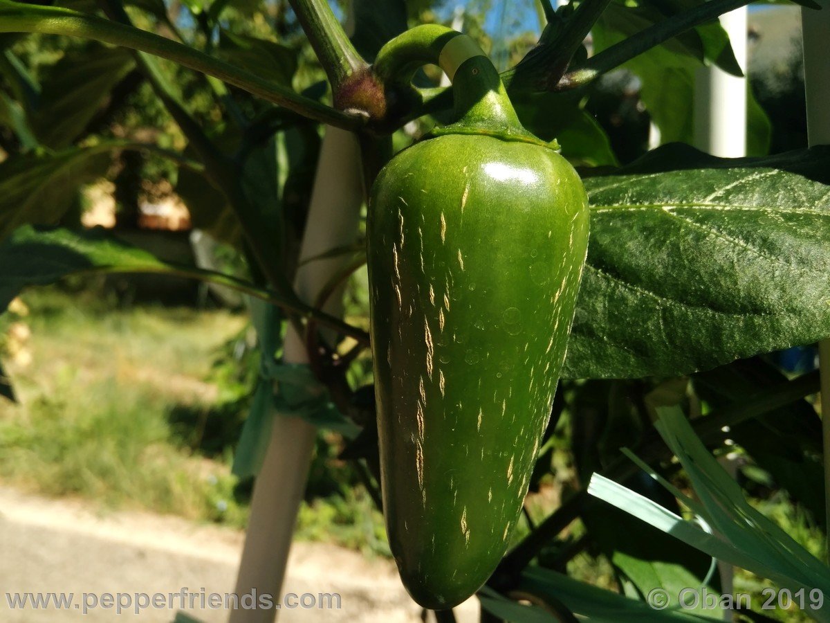 Peperoncini 2019 - 0642.jpg