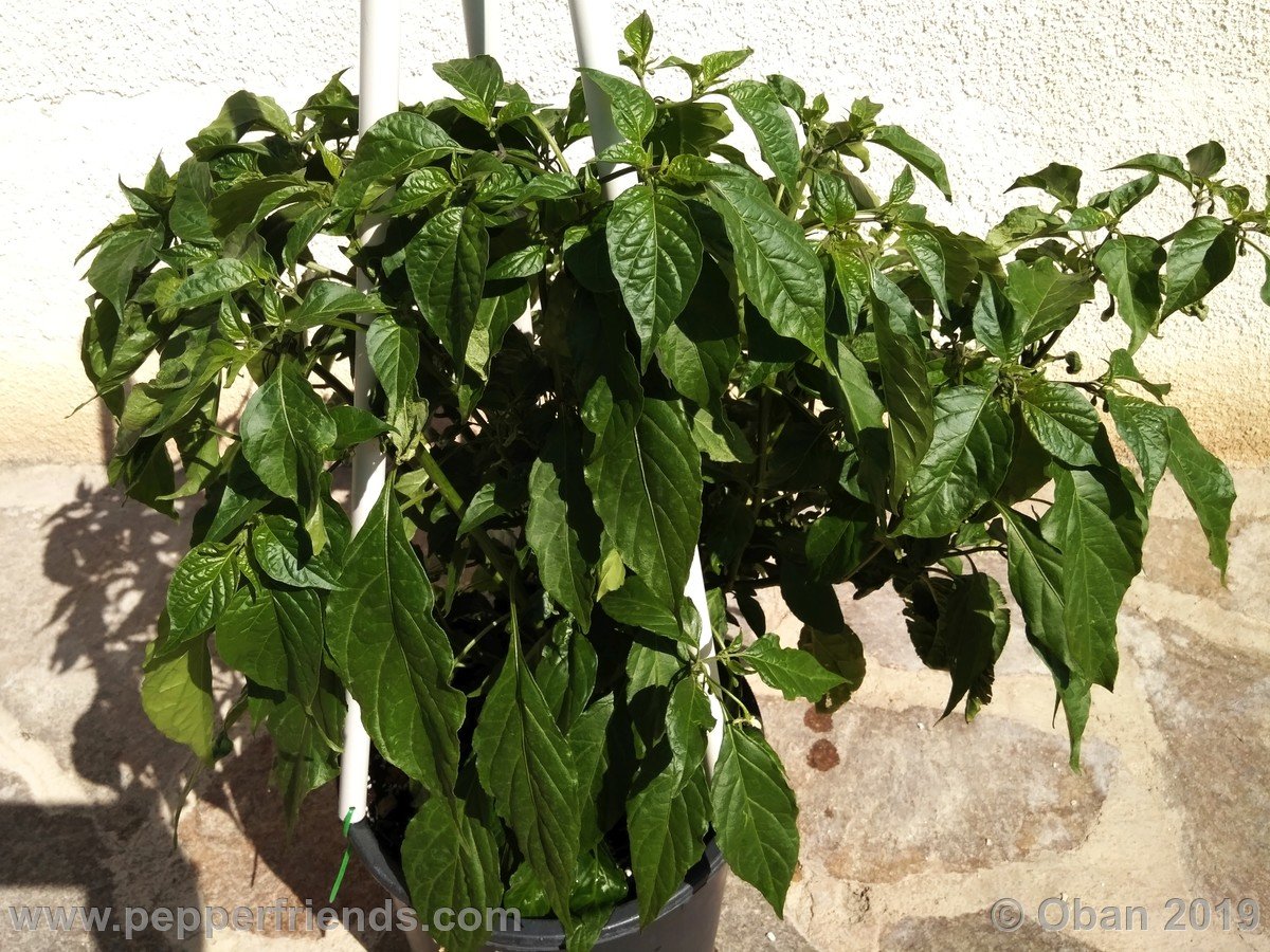 Peperoncini 2019 - 0681.jpg