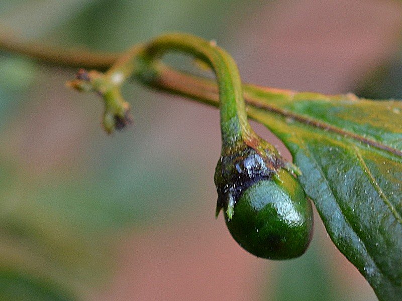 OB29 x Rocoto BB Frutto 1.jpg