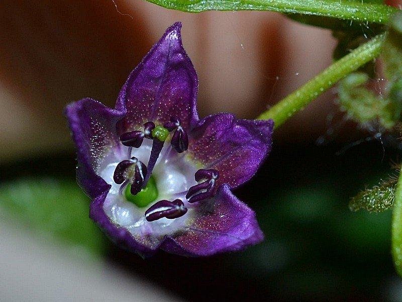 OB29 x Rocoto BB Fiore 1.jpg