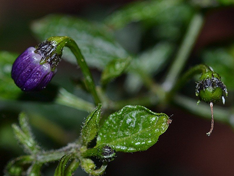 OB29 x Rocoto BB Fiore.jpg