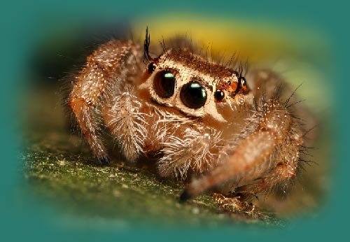 jumping-spider-6.jpg.203c2bf692e9c0556562b1cb9097c5f2.jpg