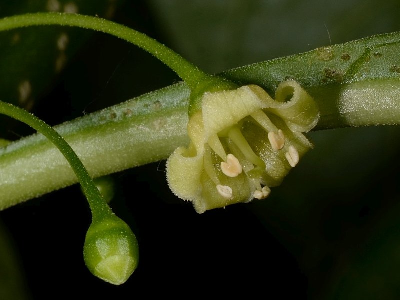 tubocapsicum1.jpg