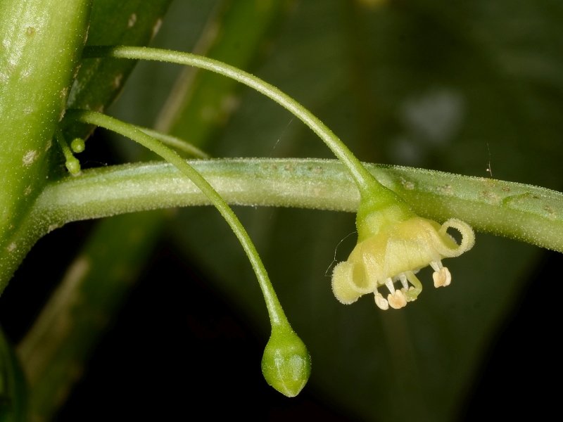 tubocapsicum2.jpg