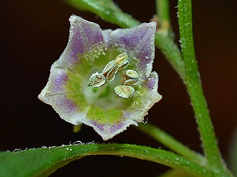 Capsicum Cardenasii.jpg