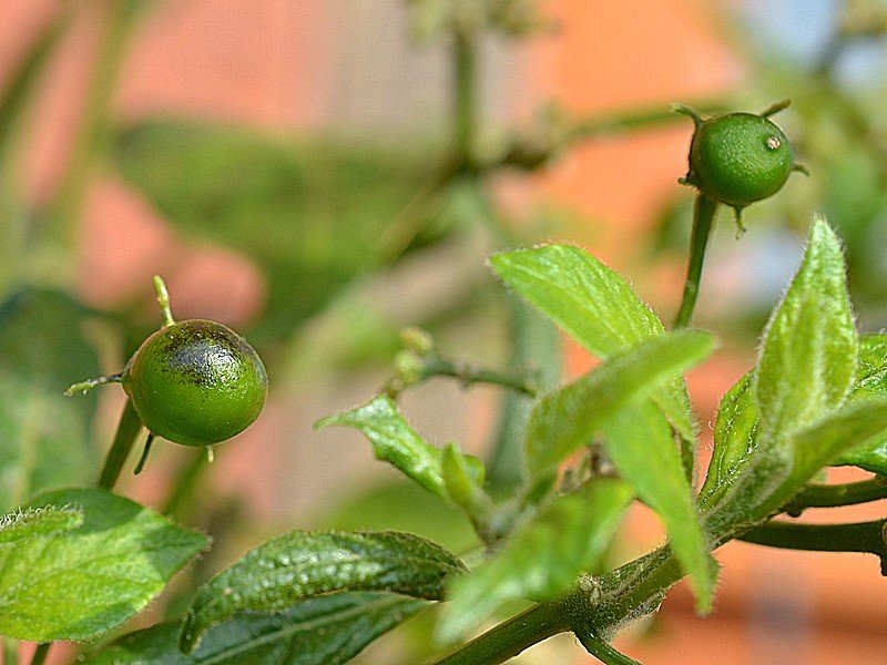 Rocoto Stolen Yellow x CAP500.jpg