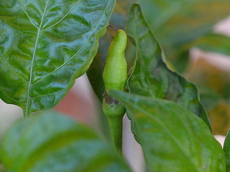 Habanero Hot Lemon x Angkor Sunrise (F3).jpg