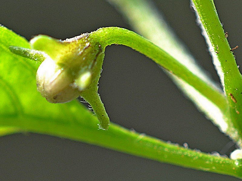 Capsicum Cardenasii.jpg