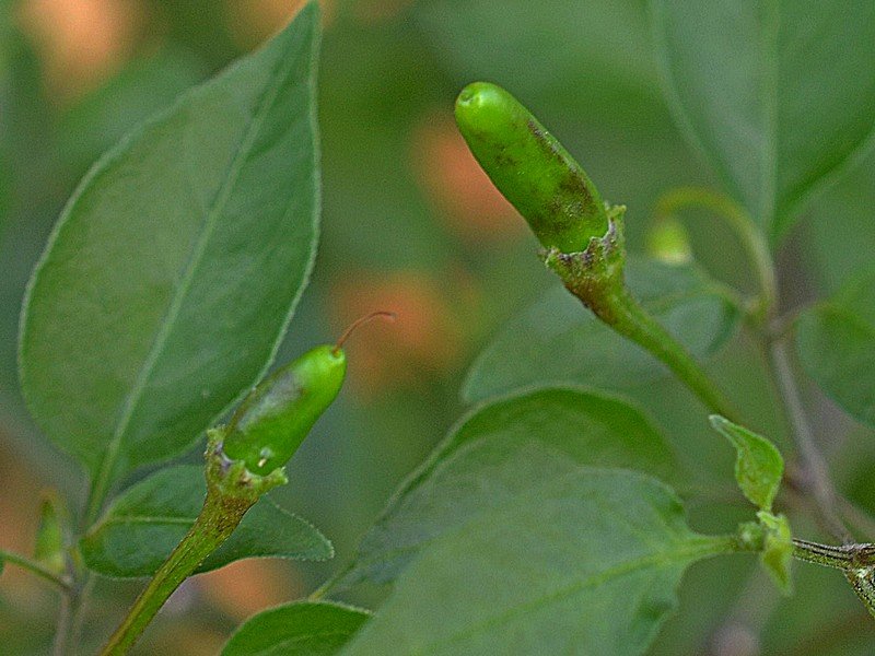 Purple Flowered Chacoense.jpg