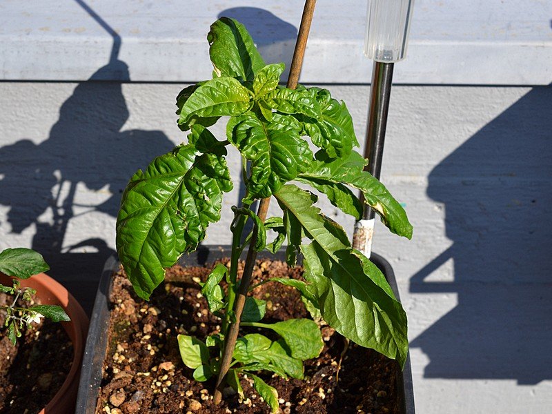 Carolina Reaper x HWG F4.jpg