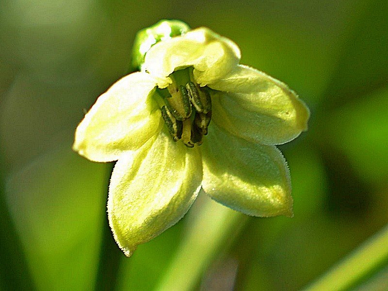 Lacota Fiore.jpg