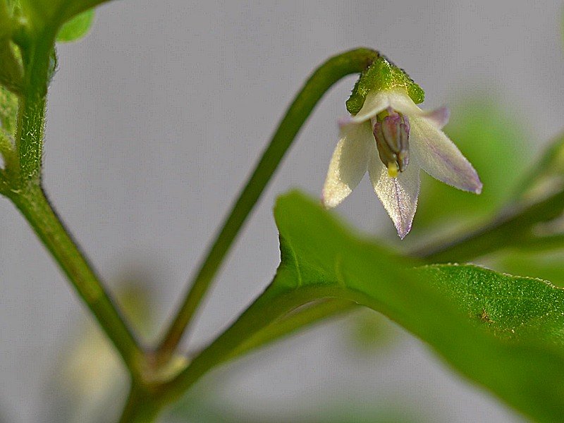 Purple Flowered Chacoense.jpg