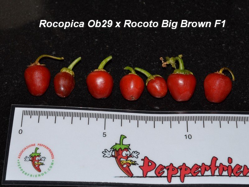 Rocopica OB29 x Rocoto Big Brown Frutti.jpg