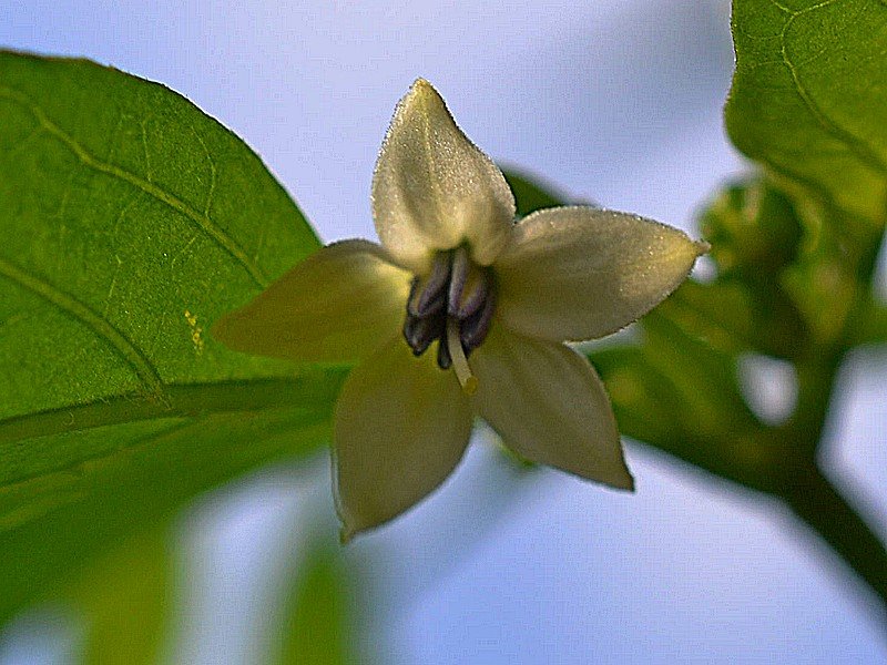 Tepin Tikal x Lazzaretto Abruzzese Fiore.jpg