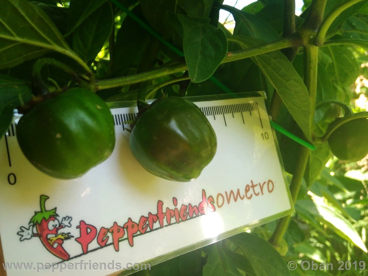 Peperoncini 2019 - 1350.jpg