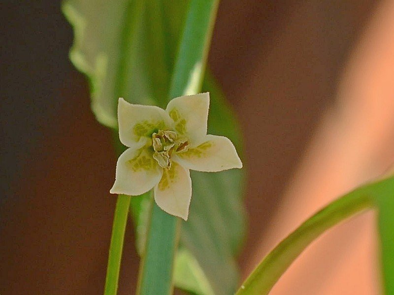 Aji Norteno Fiore.jpg