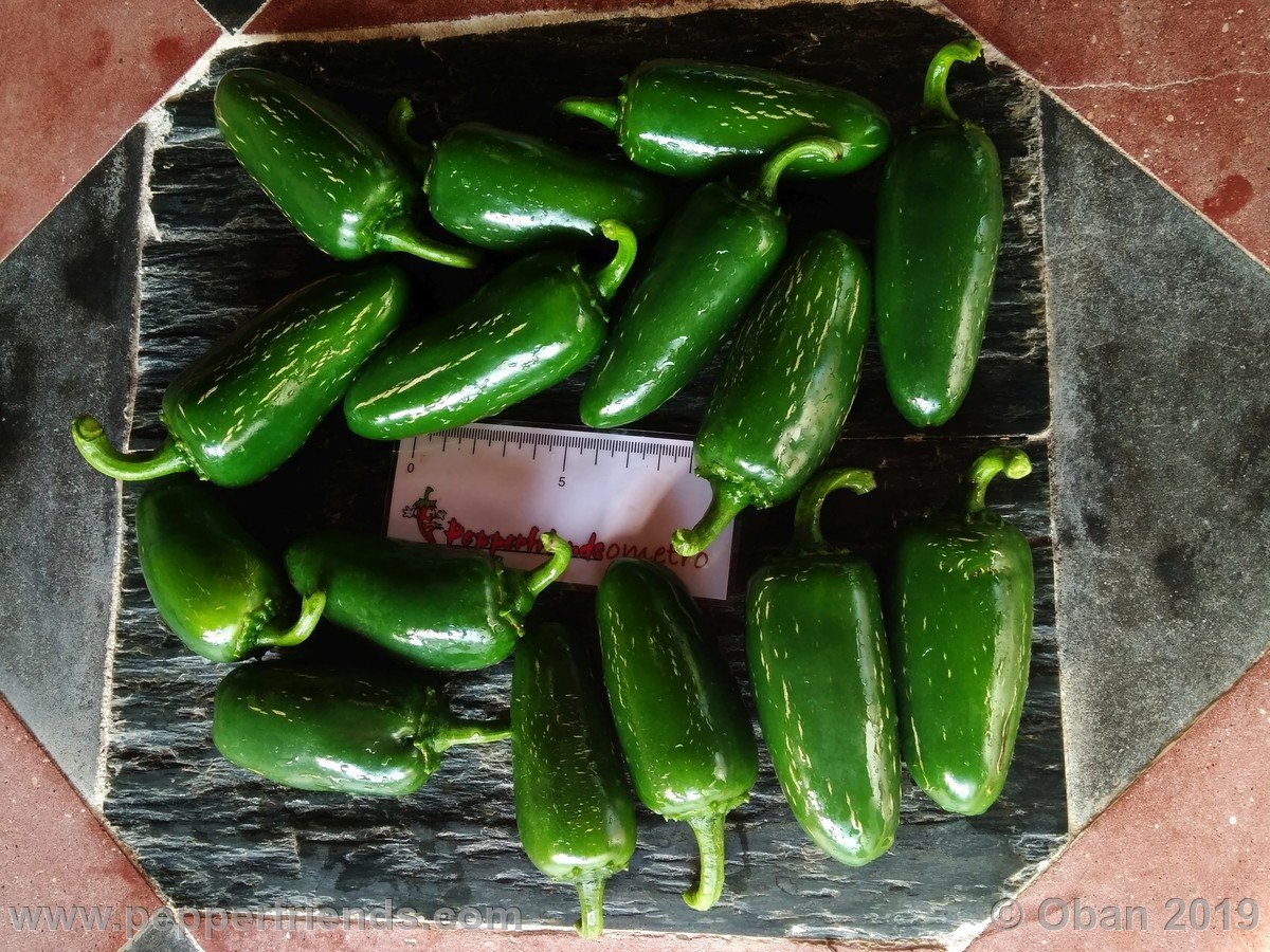 Peperoncini 2019 - 1545.jpg