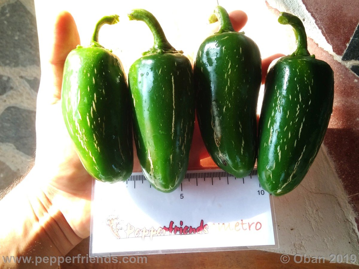 Peperoncini 2019 - 1546.jpg